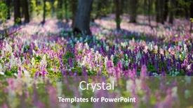  Presentation with ecology - Presentation theme with forest-is-covered-with-corydalis background and a coral colored foreground