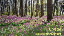  Presentation with ecology - Theme featuring forest-is-covered-with-corydalis background and a  colored foreground