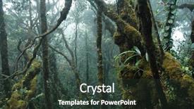  Presentation with tropical forest - PPT theme enhanced with forest jungle - tropical rainforest background and a tawny brown colored foreground