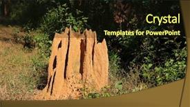  Presentation with termite - Slides enhanced with forest kanha national park india background and a wine colored foreground