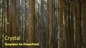  Presentation with recreation - PPT theme consisting of forest-landscape-in-alishan-national background and a tawny brown colored foreground