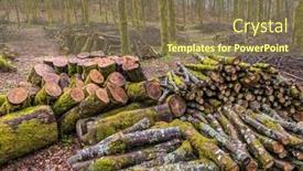  Presentation with forest - PPT theme consisting of forest-management-forestry-work background and a violet colored foreground