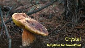  Presentation with dry forest - Cool new PPT layouts with forest mushroom on dry grass backdrop and a tawny brown colored foreground