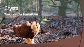  Presentation with dry forest - Beautiful slides featuring forest mushroom on dry pine backdrop and a  colored foreground