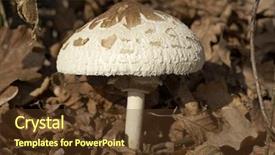  Presentation with mushrooms - Presentation theme having hallucinogen - forest mushrooms growing in autumn background and a tawny brown colored foreground