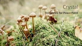  Presentation with mushrooms - Slides enhanced with forest-mushrooms-in-the-grass background and a soft green colored foreground