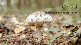  Presentation with mushrooms - PPT layouts consisting of forest-mushrooms-in-the-grass background and a coral colored foreground