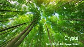  Presentation with forest - Presentation featuring heart shaped plate with strawberries on pink background background and a lemonade colored foreground