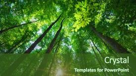  Presentation with forest - Colorful PPT theme enhanced with forest nature composition backdrop and a tawny brown colored foreground