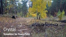  Presentation with forest - PPT theme enhanced with forest-near-kiev-at-autumn background and a gray colored foreground