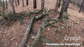  Presentation with winter forest - Colorful presentation theme enhanced with forest-near-kiev-at-winter backdrop and a violet colored foreground