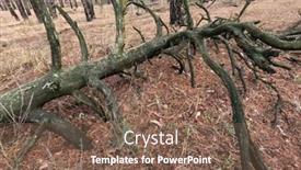  Presentation with forest winter - Slide set having forest-near-kiev-at-winter background and a violet colored foreground