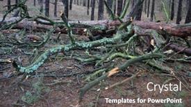  Presentation with forest winter - PPT layouts enhanced with forest-near-kiev-at-winter background and a  colored foreground