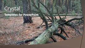  Presentation with winter forest - Presentation theme featuring forest-near-kiev-at-winter background and a dark gray colored foreground