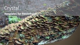  Presentation with winter forest - Presentation design enhanced with forest-near-kiev-at-winter background and a  colored foreground