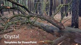  Presentation with winter forest - Slide deck with forest-near-kiev-at-winter background and a  colored foreground