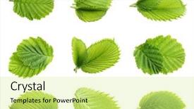  Presentation with leaves of the wetland forest - Slides featuring forest nuts hazelnuts leaves isolated background and a blonde colored foreground