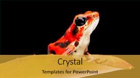  Presentation with poison - Slide set featuring forest of boca del toro background and a gold colored foreground