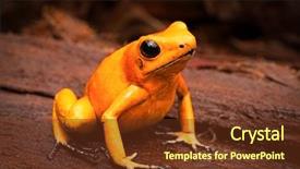  Presentation with tropical forest - PPT theme featuring forest of colombia toxic amphibian background and a tawny brown colored foreground