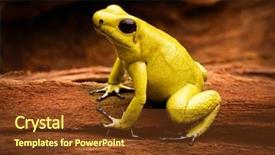  Presentation with tropical forest - Audience pleasing presentation theme consisting of forest of colombia toxic amphibian backdrop and a tawny brown colored foreground