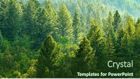  Presentation with pine trees - PPT theme consisting of forest-of-green-pine-trees background and a  colored foreground