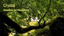  Presentation with forest - Colorful PPT layouts enhanced with forest of huelgoat in brittany backdrop and a  colored foreground