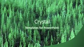  Presentation with pine trees - Cool new slides with forest of lush green pine backdrop and a ocean colored foreground