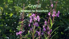  Presentation with norway - Beautiful slides featuring forest on a summer day backdrop and a  colored foreground