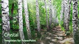  Presentation with woods - Presentation featuring forest paths - summer birch woods alley background and a  colored foreground