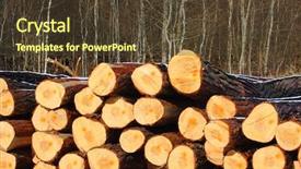  Presentation with pine - Cool new slide set with forest pruduct - freshly harvested scots pine pinus backdrop and a tawny brown colored foreground
