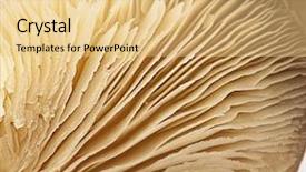  Presentation with mushrooms - Cool new presentation theme with forest restaurant - delicious mushrooms texture extreme closeup backdrop and a yellow colored foreground