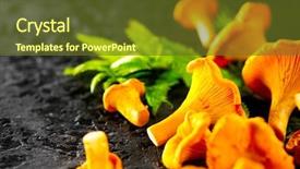  Presentation with mushrooms - Colorful theme enhanced with forest restaurant - raw wild chanterelles mushrooms backdrop and a tawny brown colored foreground