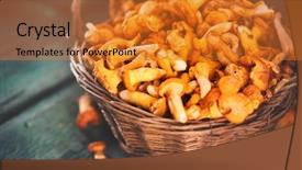  Presentation with rustic old wood texture - Beautiful presentation theme featuring forest restaurant - raw wild chanterelles mushrooms backdrop and a gold colored foreground