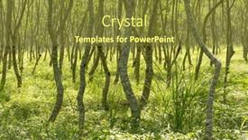  Presentation with nobody - Cool new presentation with forest scenery with nobody shallow depth of field backdrop and a tawny brown colored foreground