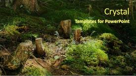  Presentation with forest stream - Slide set with forest-scenery-with-soft-light background and a tawny brown colored foreground