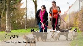  Presentation with safety interacting customers - Audience pleasing PPT theme consisting of forest service - dog sitters walking their customers backdrop and a mint green colored foreground