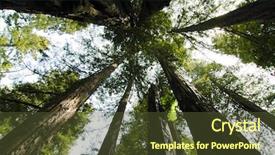  Presentation with redwood forest - Slides having forest service - redwood tree trunks and green background and a tawny brown colored foreground