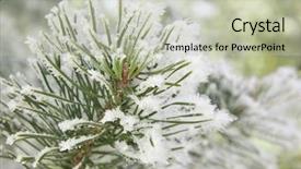  Presentation with waving palm branches - Slide deck enhanced with forest snowy - pine branches covered with hoarfrost background and a  colored foreground