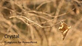  Presentation with environmental leaf - Colorful slide deck enhanced with forest stranded - autumn lonely leaf backdrop and a  colored foreground