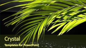  Presentation with green life - PPT layouts enhanced with forest stranded - still life with green plam background and a tawny brown colored foreground