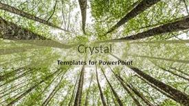  Presentation with summer - Cool new theme with forest-summer-landscape-summer-forest backdrop and a mint green colored foreground