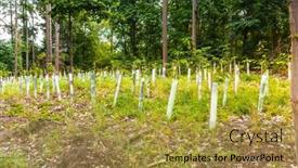 Presentation with growing tree - Presentation design enhanced with forest-tree-nursery-growing-seedlings background and a gold colored foreground