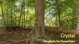  Presentation with tree roots - Colorful slide set enhanced with forest tree with powerful roots backdrop and a tawny brown colored foreground