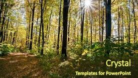  Presentation with autumn wood - Amazing PPT layouts having forest trees in autumn sunlights backdrop and a  colored foreground