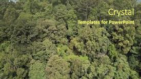  Presentation with tropical rainforest - Slides enhanced with forest trees in tropical jungle rainforest background and a tawny brown colored foreground