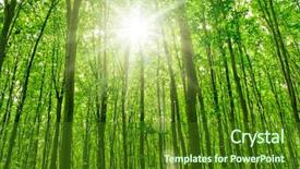  Presentation with tree sky trees green - Beautiful presentation theme featuring forest trees nature green wood backdrop and a forest green colored foreground