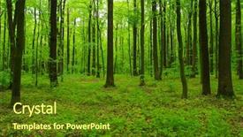  Presentation with green nature - Amazing slide deck having forest trees nature green wood backdrop and a tawny brown colored foreground