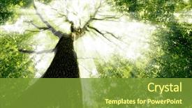  Presentation with green nature - Amazing slide deck having forest trees nature green wood backdrop and a tawny brown colored foreground