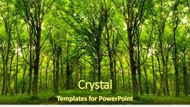  Presentation with green nature - Slides featuring forest trees nature green wood background and a tawny brown colored foreground