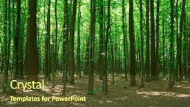  Presentation with tree sky trees green - PPT theme consisting of forest trees nature green wood background and a  colored foreground